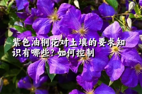 紫色油桐花对土壤的要求知识有哪些？如何控制