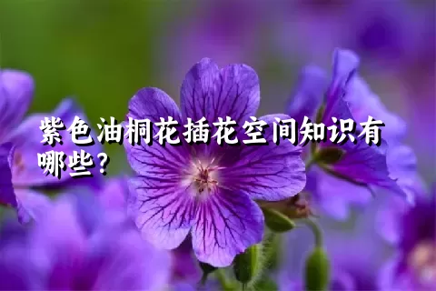 紫色油桐花插花空间知识有哪些？