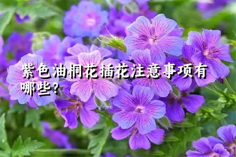 紫色油桐花插花注意事项有哪些？