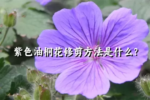 紫色油桐花修剪方法是什么？