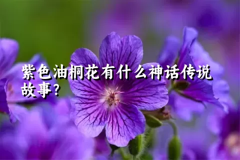 紫色油桐花有什么神话传说故事？