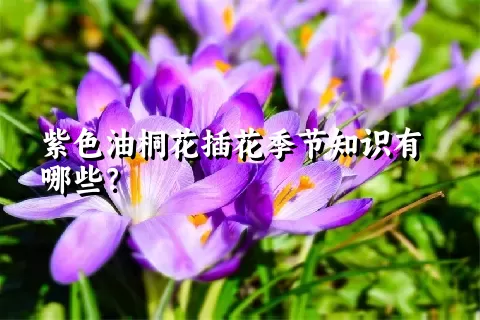 紫色油桐花插花季节知识有哪些？