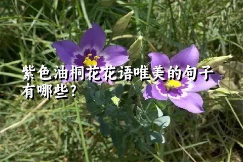 紫色油桐花花语唯美的句子有哪些？