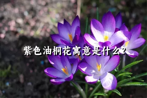 紫色油桐花寓意是什么？