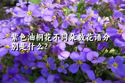 紫色油桐花不同朵数花语分别是什么？