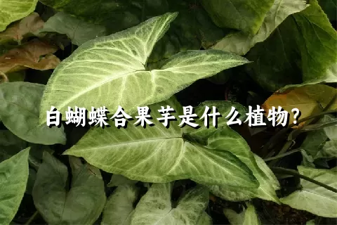 白蝴蝶合果芋是什么植物？