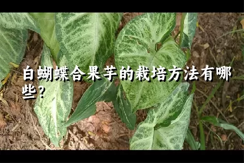 白蝴蝶合果芋的栽培方法有哪些？