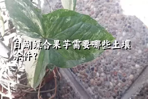 白蝴蝶合果芋需要哪些土壤条件？