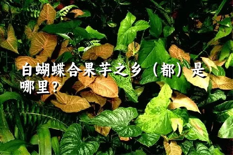 白蝴蝶合果芋之乡（都）是哪里？