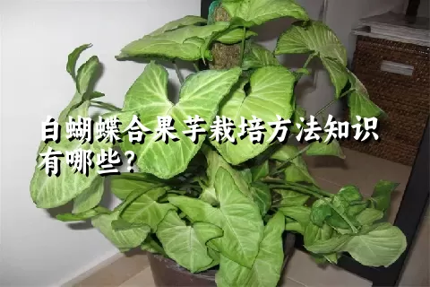 白蝴蝶合果芋栽培方法知识有哪些？