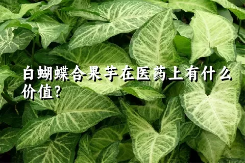 白蝴蝶合果芋在医药上有什么价值？