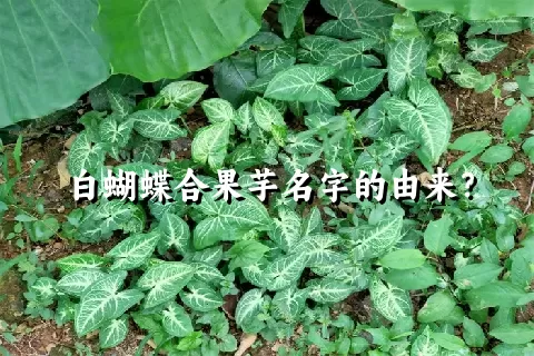 白蝴蝶合果芋名字的由来？