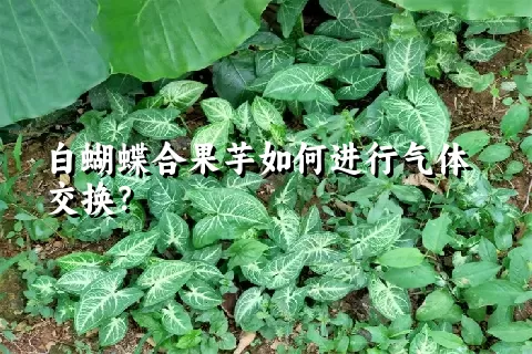 白蝴蝶合果芋如何进行气体交换？