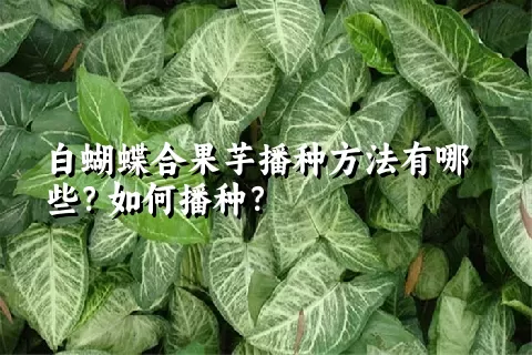 白蝴蝶合果芋播种方法有哪些？如何播种？