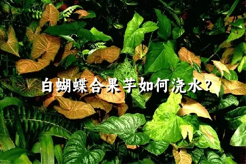 白蝴蝶合果芋如何浇水？