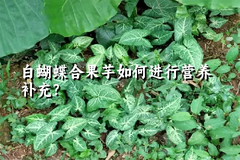 白蝴蝶合果芋如何进行营养补充？