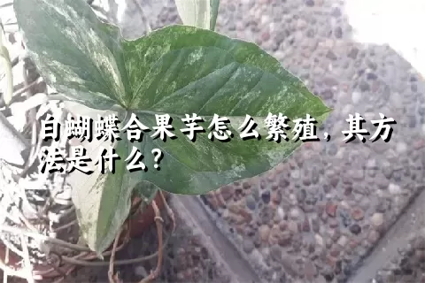 白蝴蝶合果芋怎么繁殖，其方法是什么？