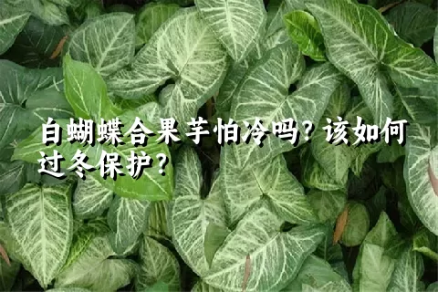 白蝴蝶合果芋怕冷吗？该如何过冬保护？