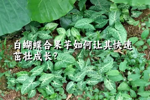 白蝴蝶合果芋如何让其快速茁壮成长？