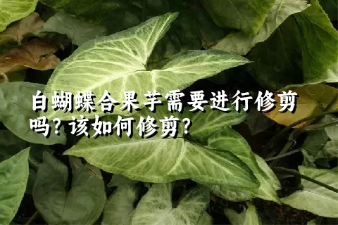 白蝴蝶合果芋需要进行修剪吗？该如何修剪？