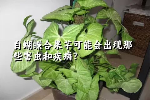 白蝴蝶合果芋可能会出现那些害虫和疾病？