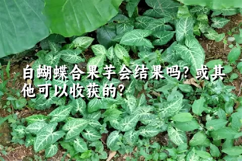 白蝴蝶合果芋会结果吗？或其他可以收获的？