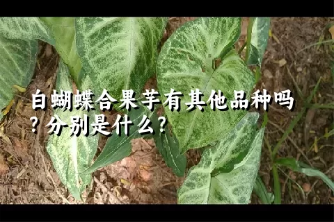 白蝴蝶合果芋有其他品种吗？分别是什么？