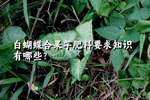 白蝴蝶合果芋肥料要求知识有哪些？