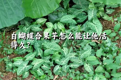 白蝴蝶合果芋怎么能让他活得久？