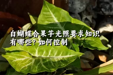 白蝴蝶合果芋光照要求知识有哪些？如何控制