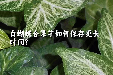 白蝴蝶合果芋如何保存更长时间？