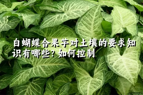 白蝴蝶合果芋对土壤的要求知识有哪些？如何控制