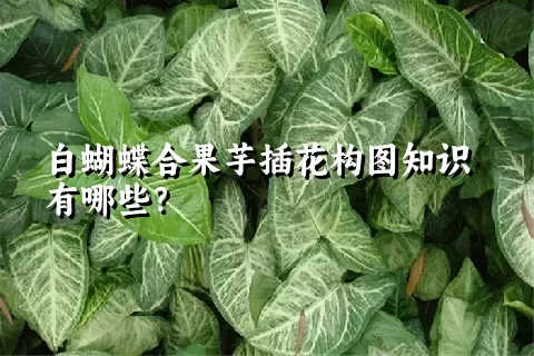 白蝴蝶合果芋插花构图知识有哪些？