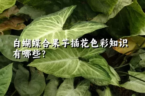 白蝴蝶合果芋插花色彩知识有哪些？