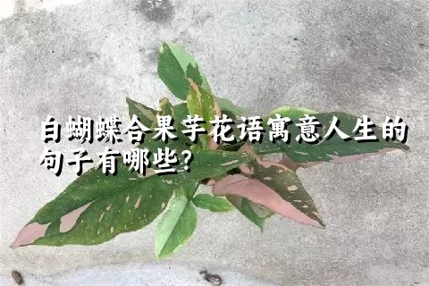 白蝴蝶合果芋花语寓意人生的句子有哪些？