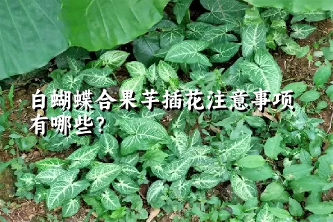 白蝴蝶合果芋插花注意事项有哪些？