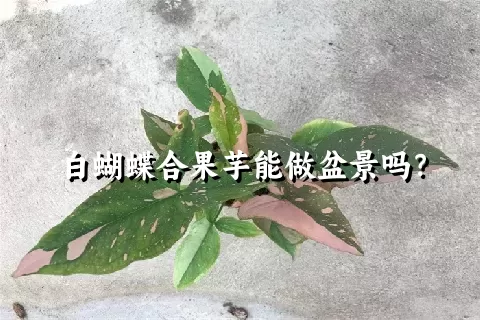 白蝴蝶合果芋能做盆景吗？