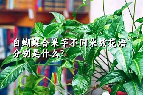 白蝴蝶合果芋不同朵数花语分别是什么？