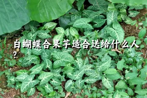 白蝴蝶合果芋适合送给什么人？