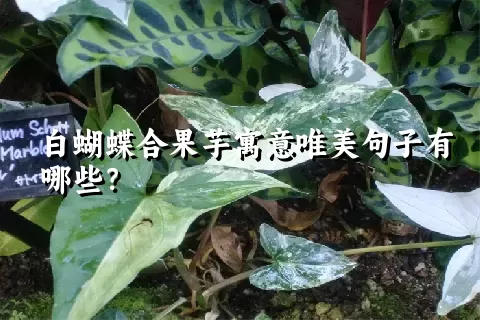 白蝴蝶合果芋寓意唯美句子有哪些？