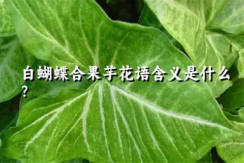 白蝴蝶合果芋花语含义是什么？