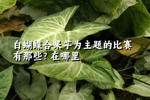 白蝴蝶合果芋为主题的比赛有那些？在哪里