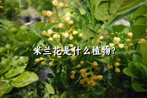 米兰花是什么植物？