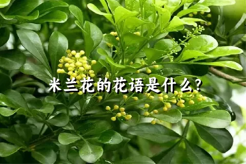 米兰花的花语是什么？