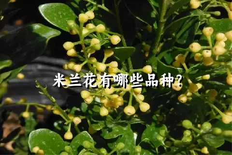 米兰花有哪些品种？