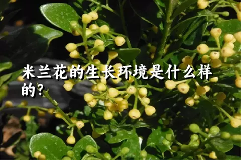 米兰花的生长环境是什么样的？