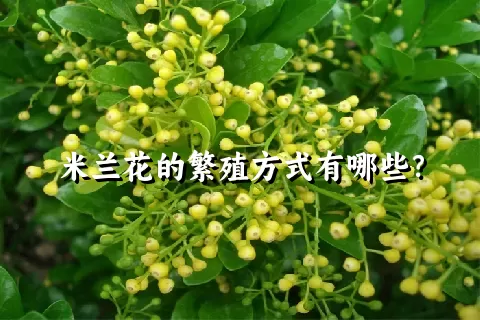 米兰花的繁殖方式有哪些？