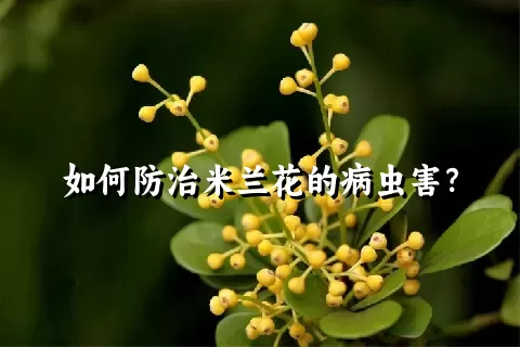 如何防治米兰花的病虫害？