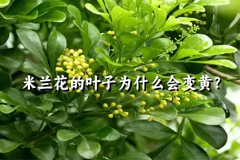 米兰花的叶子为什么会变黄？