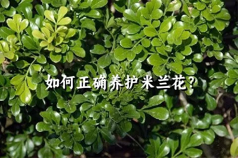 如何正确养护米兰花？